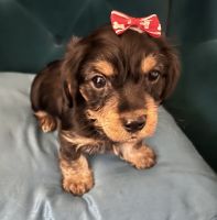 Dorkie Puppies for sale in Nashville, TN, USA. price: NA