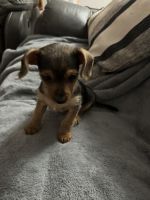Dorkie Puppies for sale in Nampa, Idaho. price: $425