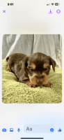 Dorkie Puppies for sale in Zephyrhills, Florida. price: $700