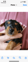 Dorkie Puppies for sale in Zephyrhills, Florida. price: $700