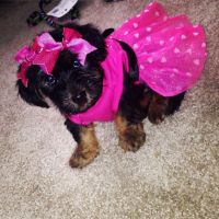 Dorkie Puppies for sale in Indianapolis, IN, USA. price: NA