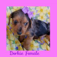 Dorkie Puppies for sale in London, KY, USA. price: NA