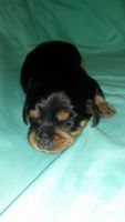 Dorkie Puppies for sale in Hastings, MI 49058, USA. price: NA