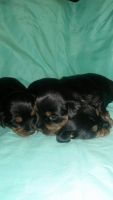 Dorkie Puppies Photos