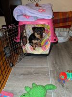 Dorkie Puppies for sale in Cincinnati, OH, USA. price: NA