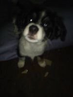 Dorkie Puppies for sale in Atlanta, GA, USA. price: NA