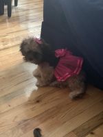 Dorkie Puppies for sale in The Bronx, NY, USA. price: NA
