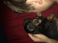 Dorkie Puppies for sale in 2021 Mc Kinley Ave, Lorain, OH 44055, USA. price: NA