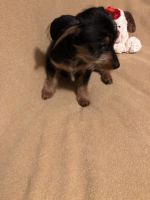 Dorkie Puppies for sale in Candor, NC, USA. price: NA