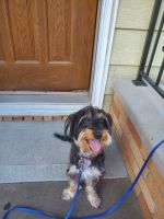 Dorkie Puppies for sale in 97-35 77th St, Jamaica, NY 11416, USA. price: NA