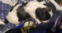 Dorkie Puppies for sale in Ammon, ID, USA. price: NA