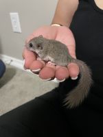 Dormouse Tufted-Tailed Rat Rodents for sale in Coppell, TX, USA. price: NA