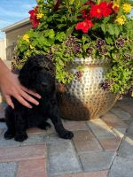 Double Doodle Puppies for sale in Centralia, IL 62801, USA. price: NA