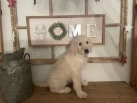Double Doodle Puppies for sale in Suffolk, VA, USA. price: NA