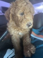 Double Doodle Puppies for sale in Las Vegas, NV, USA. price: NA