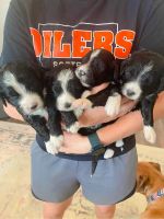 Double Doodle Puppies for sale in Fremont, OH 43420, USA. price: NA