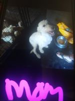 Double Doodle Puppies for sale in Indiantown, FL 34956, USA. price: NA