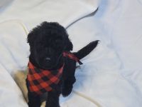 Double Doodle Puppies for sale in Nicholasville, KY 40356, USA. price: NA