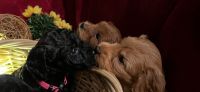 Double Doodle Puppies for sale in UT-193, Layton, UT, USA. price: NA