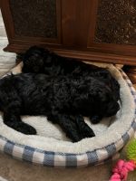 Double Doodle Puppies for sale in Cypress, TX, USA. price: NA
