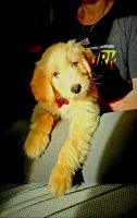 Double Doodle Puppies for sale in Gardner, KS 66030, USA. price: NA