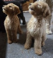 Double Doodle Puppies for sale in 239 Sunset Dr, Johnstown, OH 43031, USA. price: NA