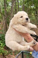 Double Doodle Puppies for sale in Swansea, SC, USA. price: NA