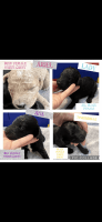 Double Doodle Puppies for sale in Des Moines, IA, USA. price: NA
