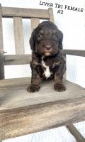 Double Doodle Puppies for sale in Clinton, AR 72031, USA. price: NA