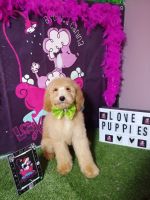 Double Doodle Puppies for sale in North Salt Lake, UT 84054, USA. price: NA