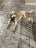 Double Doodle Puppies for sale in St Cloud, FL, USA. price: NA