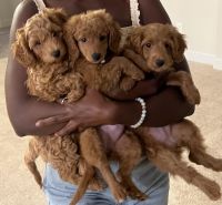 Double Doodle Puppies for sale in Orlando, FL, USA. price: $1,000