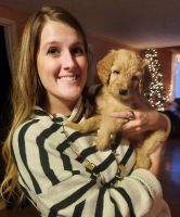 Double Doodle Puppies for sale in Rome, New York. price: $1,200