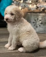 Double Doodle Puppies for sale in Thomasville, North Carolina. price: $800