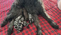 Double Doodle Puppies for sale in Holiday, FL, USA. price: $1,800