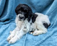 Double Doodle Puppies for sale in Chula Vista, California. price: $1,200