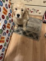 Double Doodle Puppies for sale in Indianapolis, Indiana. price: $300