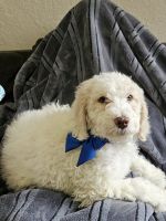 Double Doodle Puppies for sale in Salem, Oregon. price: NA
