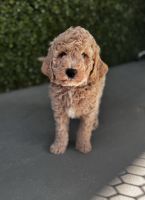 Double Doodle Puppies for sale in North Miami Beach, Florida. price: $2,800