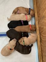 Double Doodle Puppies for sale in Wilkesboro, North Carolina. price: $900