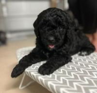 Double Doodle Puppies for sale in Palm Bay, Florida. price: $1,500