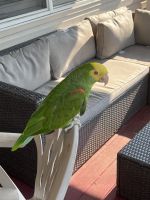 Double Yellow Headed Amazon Birds for sale in Bellmore, NY, USA. price: NA