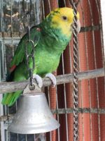 Double Yellow Headed Amazon Birds for sale in Winchester, VA 22601, USA. price: NA