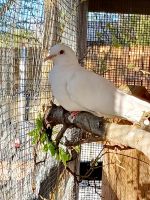 Dove Birds for sale in San Marcos, TX, USA. price: NA