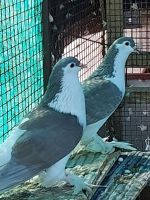 Dove Birds for sale in Caussanelpuram, Athiban Balaji Nagar, Tamil Nadu 627007, India. price: 1,000 INR