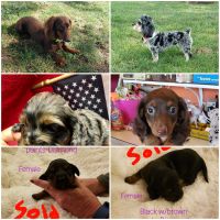 Doxiepoo Puppies for sale in Republic, MO, USA. price: NA