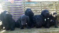 Doxiepoo Puppies for sale in Batesville, AR 72501, USA. price: NA