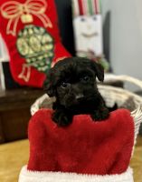 Doxiepoo Puppies for sale in Cincinnati, OH, USA. price: NA