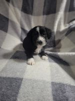 Doxiepoo Puppies for sale in Fort Wayne, Indiana. price: $125
