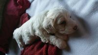 Doxiepoo Puppies for sale in Anaheim, CA, USA. price: NA
